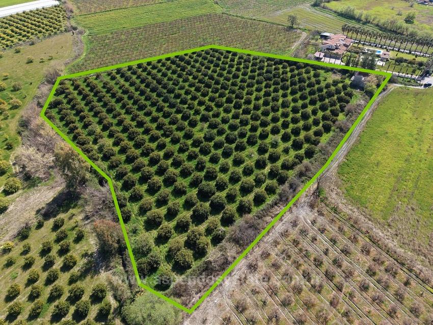 Dalyan Merkeze Yakın 17.550M2 Satılık Bağ-Bahçe