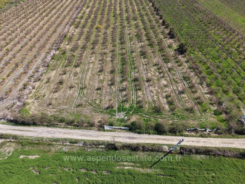 Eskiköy'de Göl Manzaralı 16.710M2 Satılık Nar Bahçesi