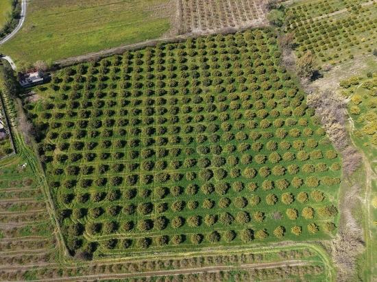 Dalyan Merkeze Yakın 17.550M2 Satılık Bağ-Bahçe