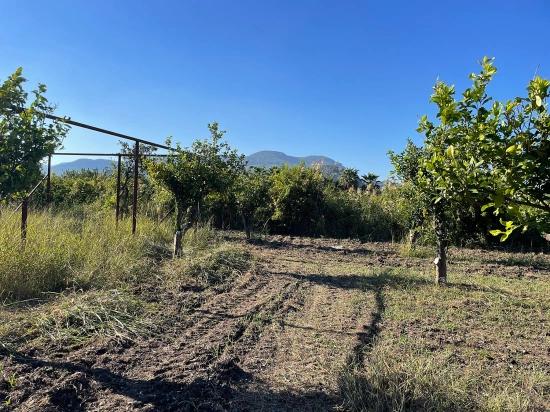 Dalyan'da Merkeze Yakın 6600m2 Satılık Tarla