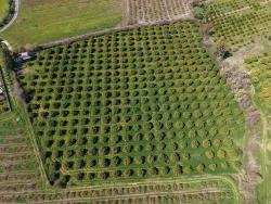 Dalyan Merkeze Yakın 17.550M2 Satılık Bağ-Bahçe