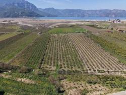 Eskiköy'de Göl Manzaralı 16.710M2 Satılık Nar Bahçesi