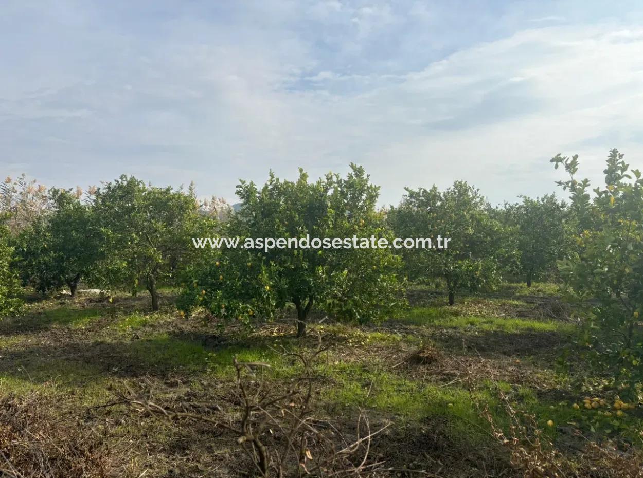 Tepearası'nda Tek Tapu 5617M2 Satılık Limon Bahçesi