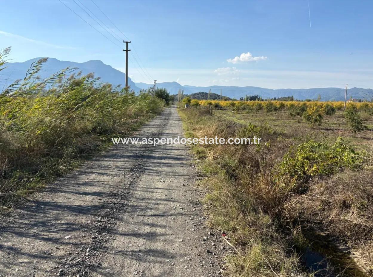 Eskiköy'de 21500M2 Satılık Nar Bahçesi