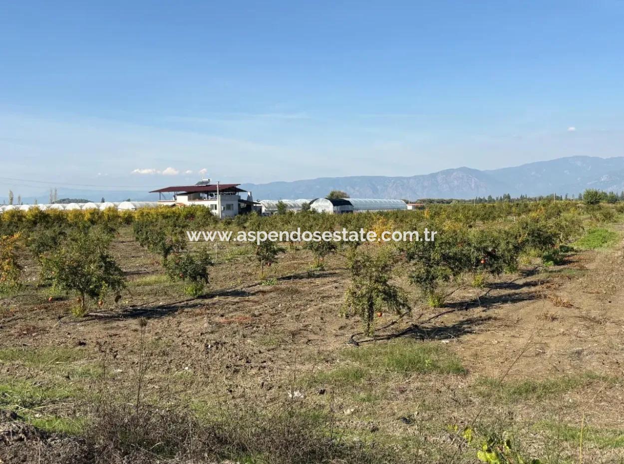 Eskiköy'de 21500M2 Satılık Nar Bahçesi