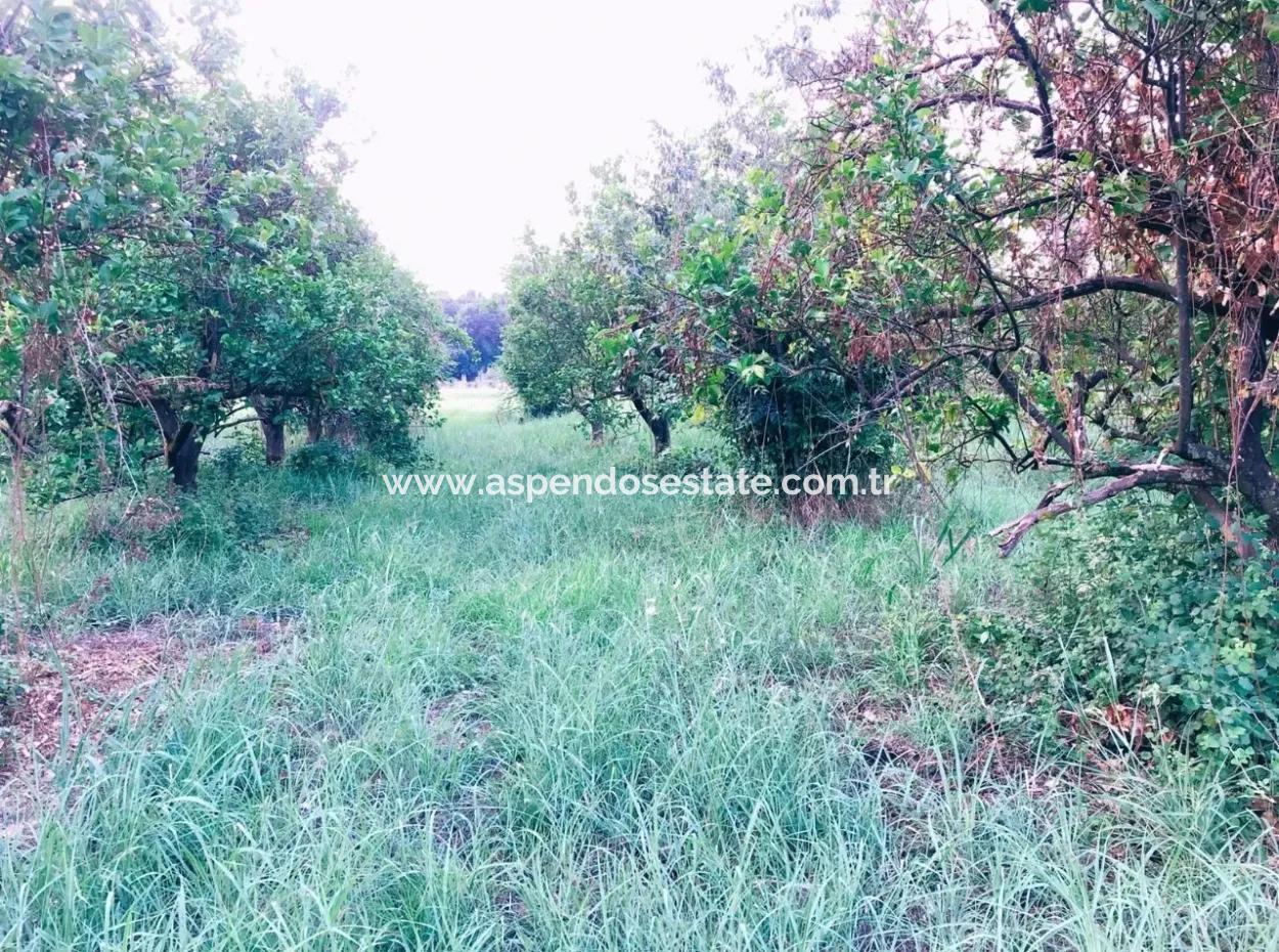 Okçularda Satılık Arsa Okçular Marmarlı Satılık  1,500M2 Satılık Arsa