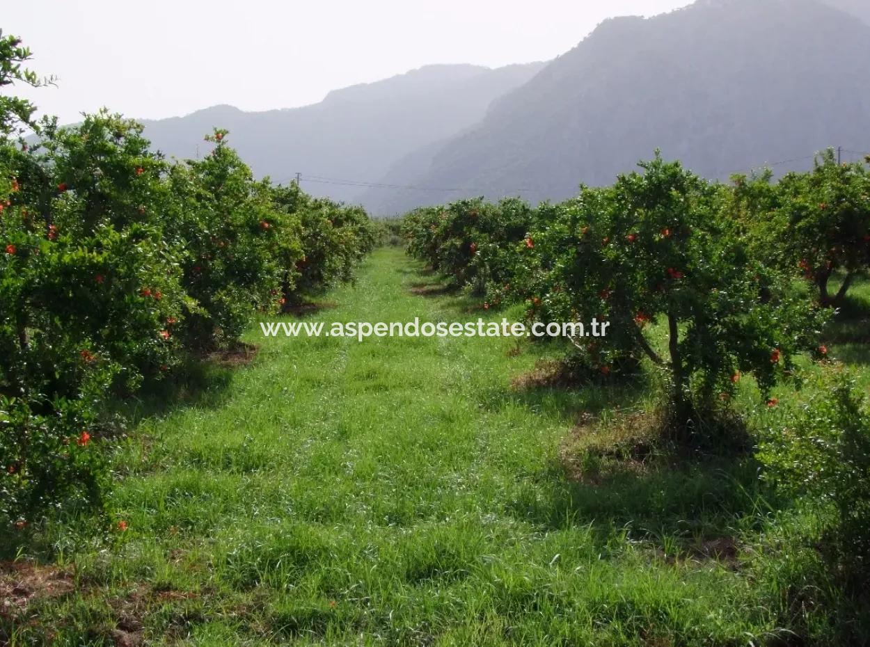 Dalyan İztuzu Satılık Bahçe Dalyan Göle Sıfır Satılık Arsa