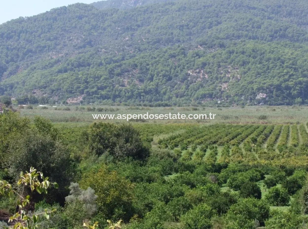 Dalyan Satılık Tarla Dalyan 73410M2 Satılık Tarla