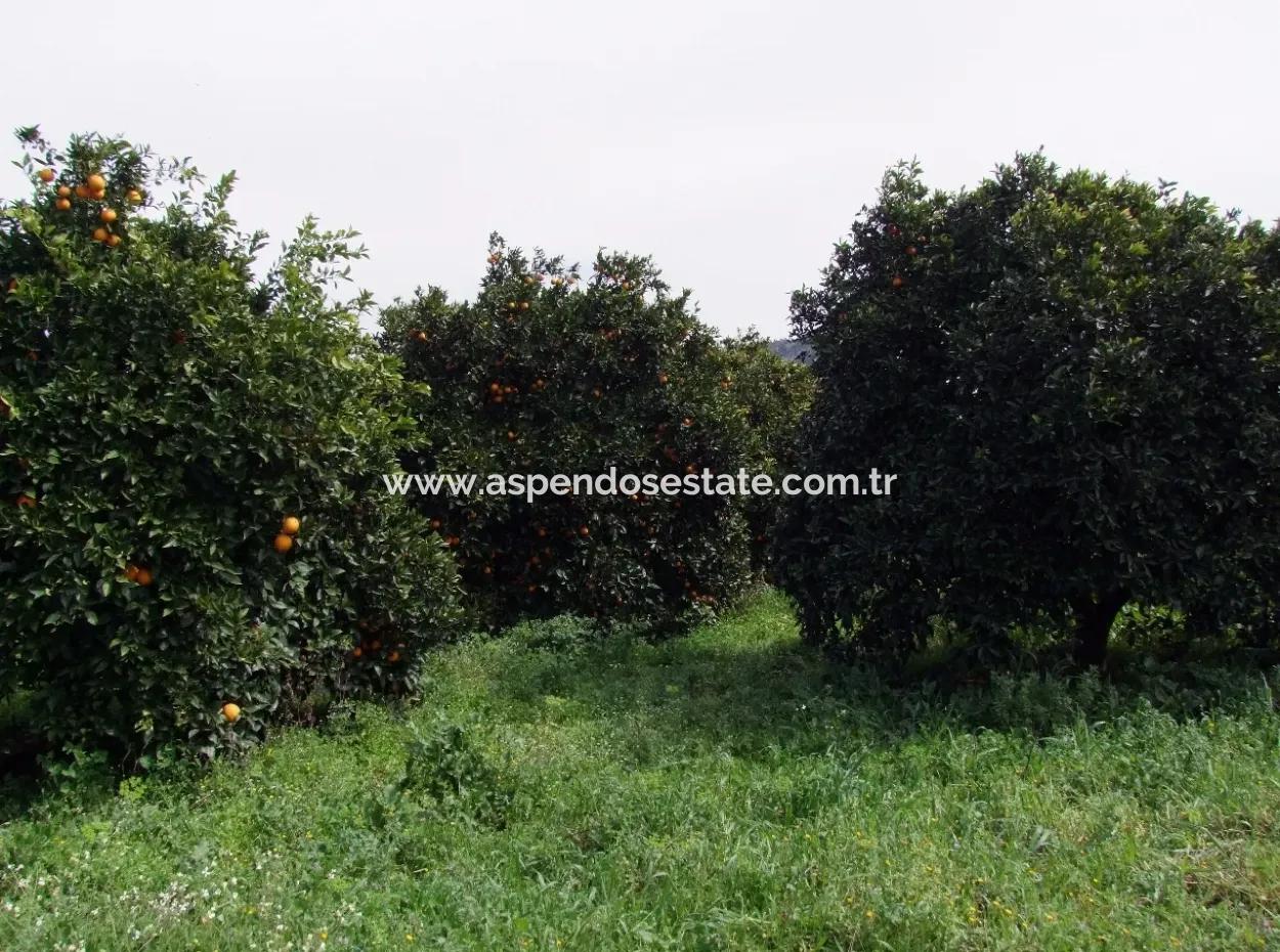 Gökçede Satılık Portakal Bahçesi 24,000M2 Denize Yakın Satılık Kelepir Satılık Bahçesi