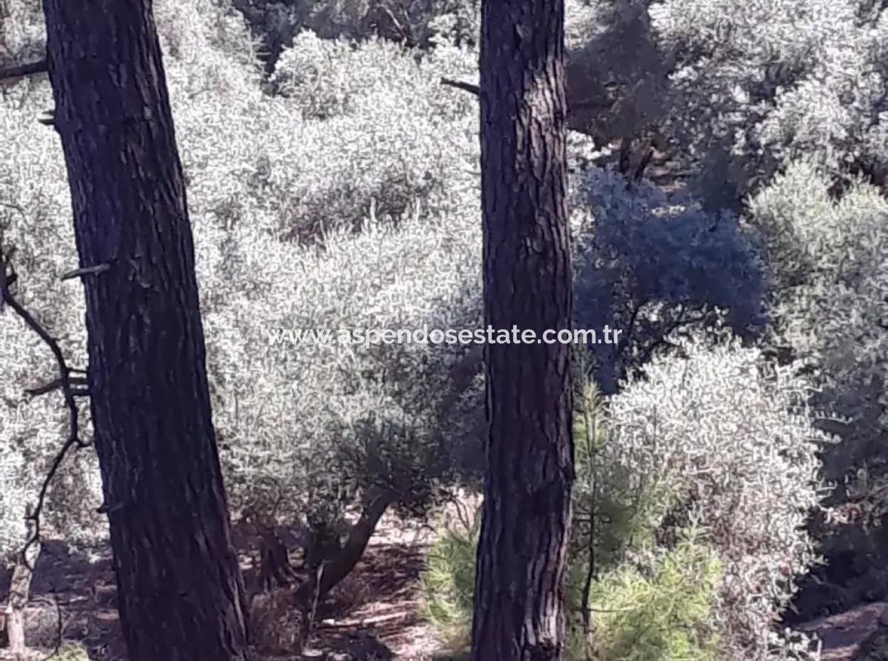 Çandır Satılık Arsa Çandır İztuzudaya Yakın 2367M2 Satılık 2B