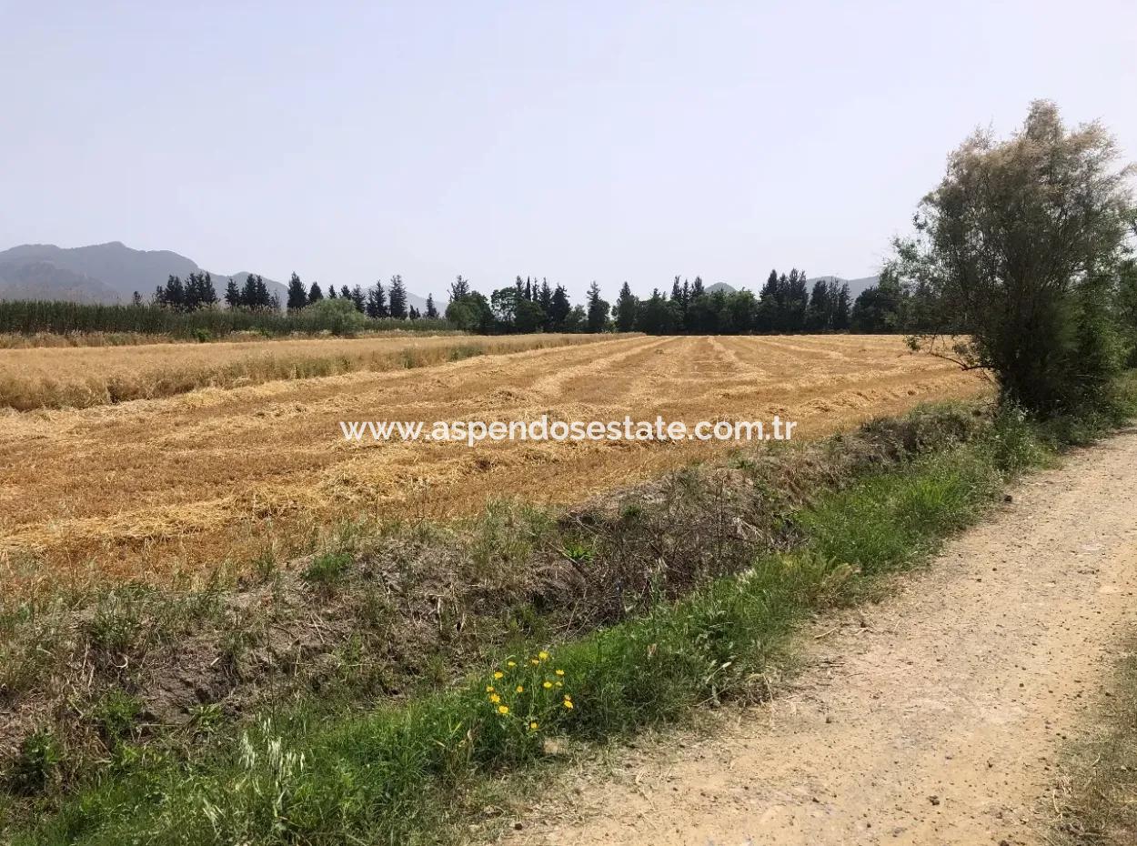 Eskiköy'de 39 Dönüm Çiftlik Arazisi Satılıktır