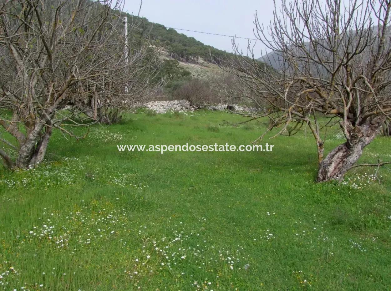 İncırköyde Satılık Arsa Tarla Ferhiye İncirköy Üzümlüde Satılık Arsa