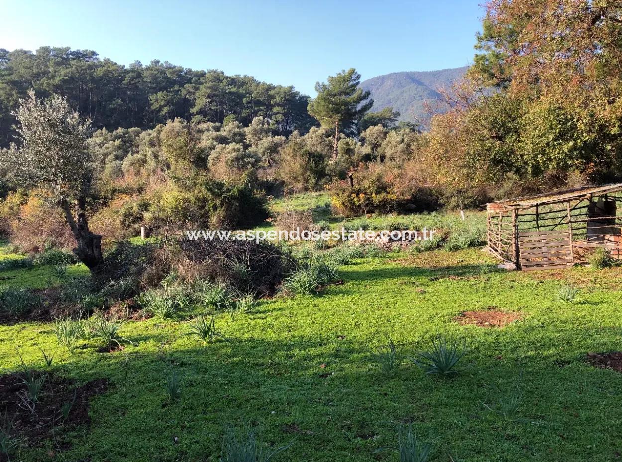 Ekincik Satılık Arsa 10,038M2 Satılık Arsa Tarla