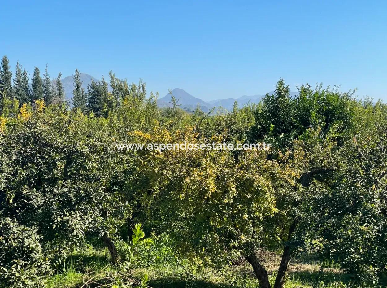 Dalyan'da Satılık 2223M2 Tarla