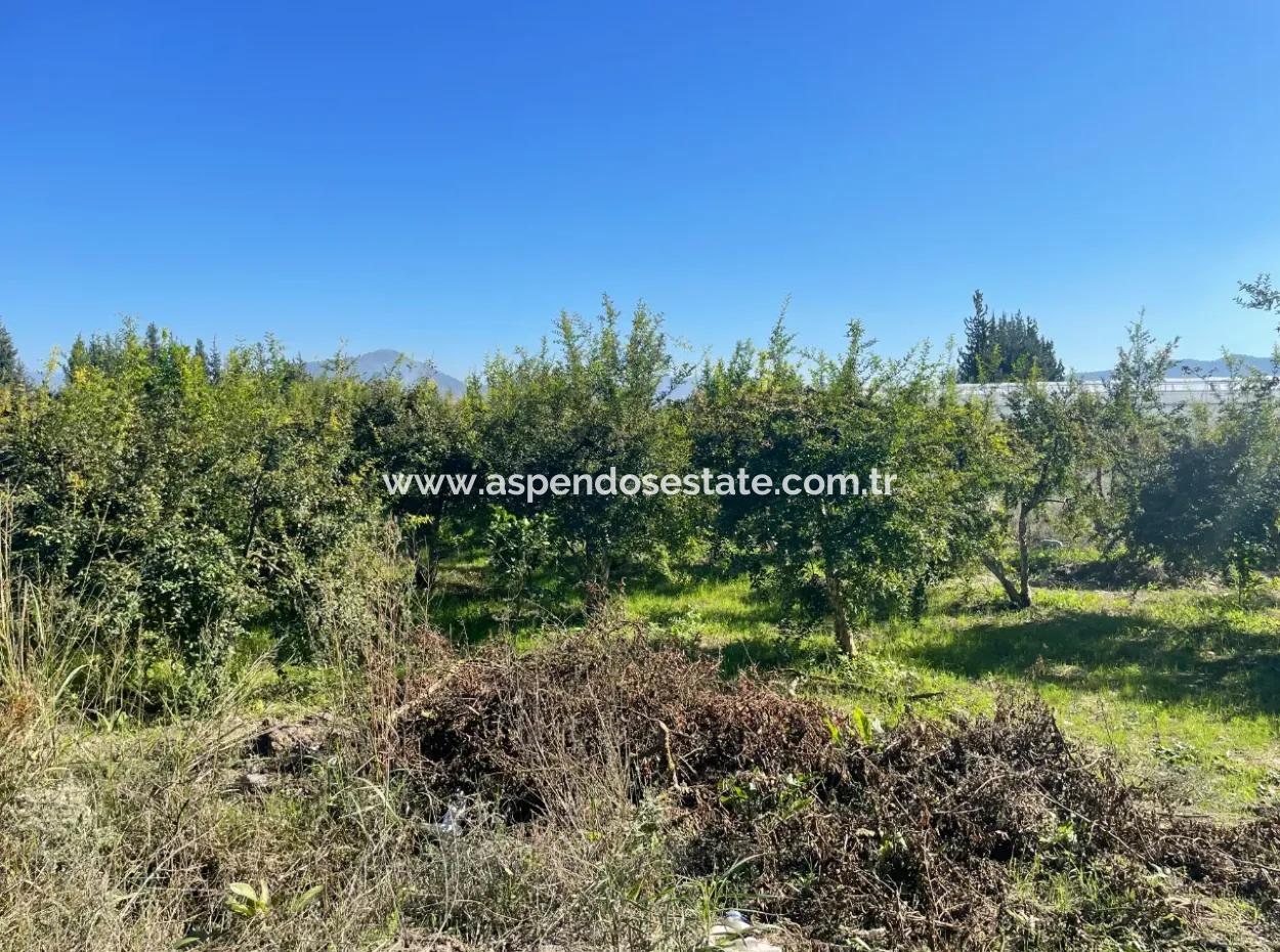 Dalyan'da Satılık 2223M2 Tarla