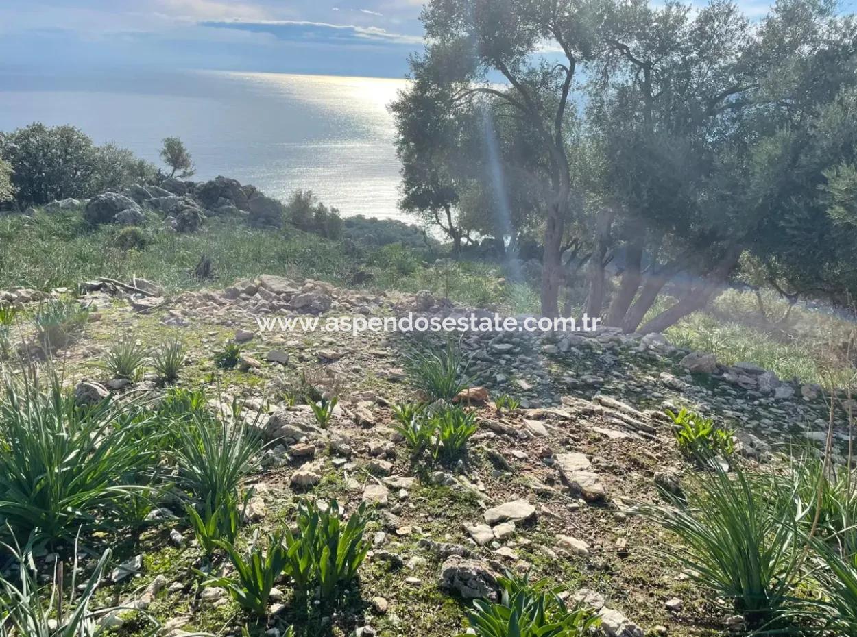 Ekincik'de Full Deniz Manzaralı Satılık 8,900M2 Tarla