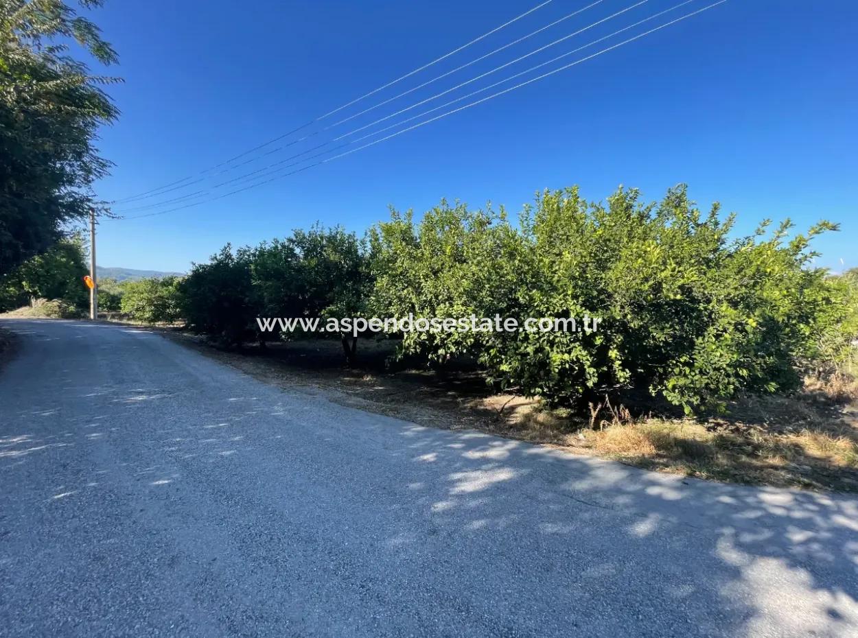 Dalyan Marmarlı'da Satılık 2B Limon Bahçesi