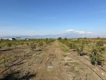 Eskiköy'de 21500M2 Satılık Nar Bahçesi